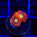 ACI Lorax Zoanthids Coral