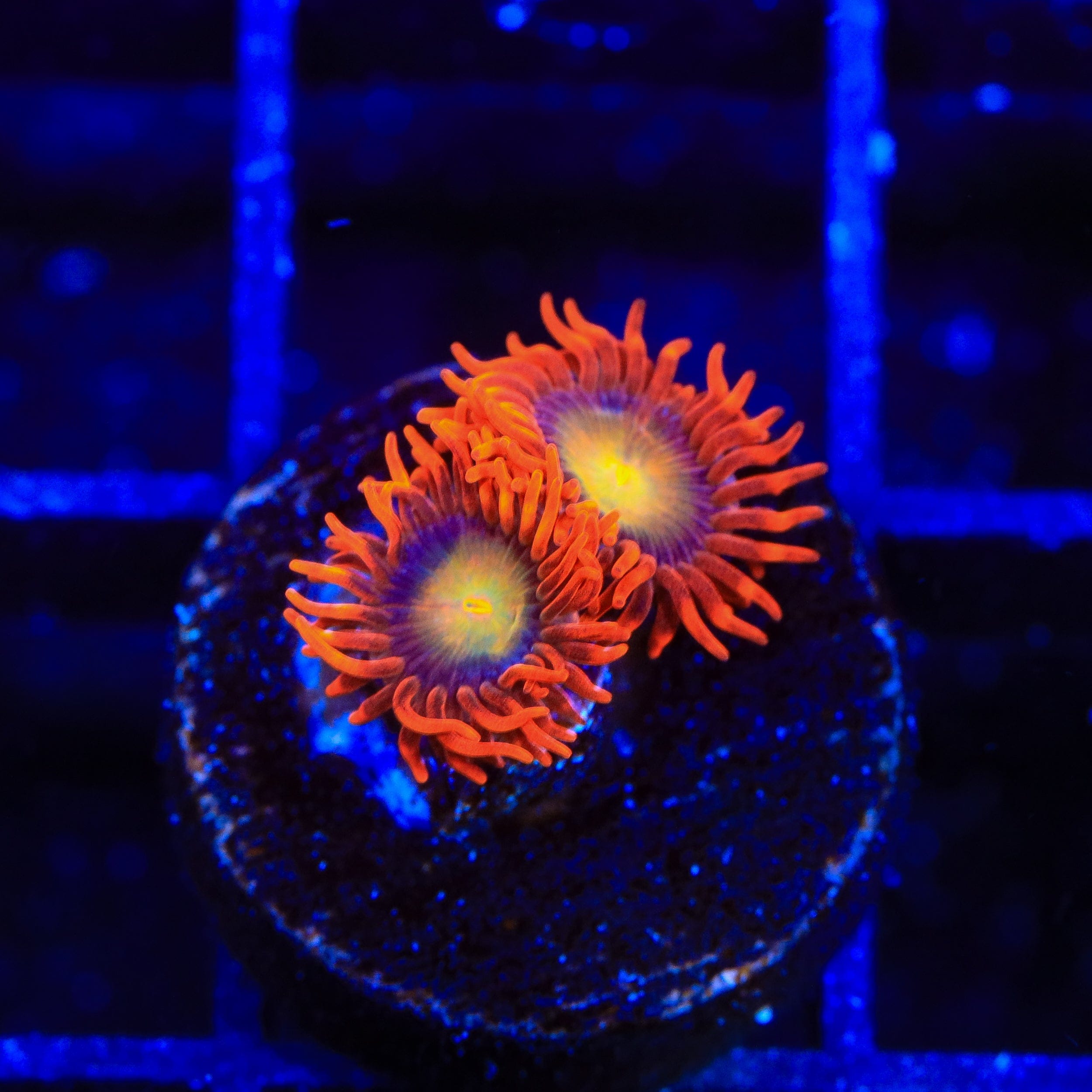 ACI Lorax Zoanthids Coral
