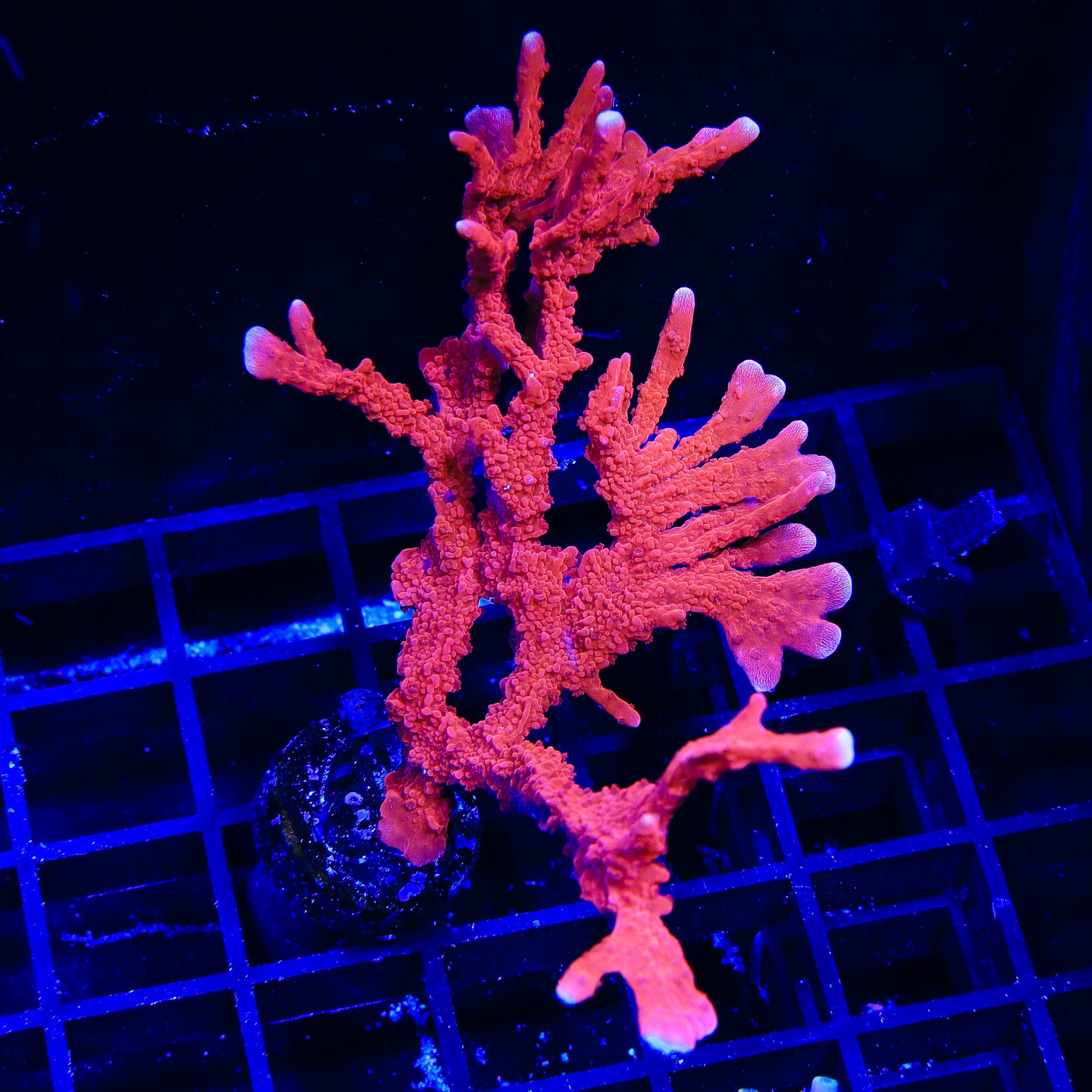 ACI Manila Spy Montipora Colony Coral