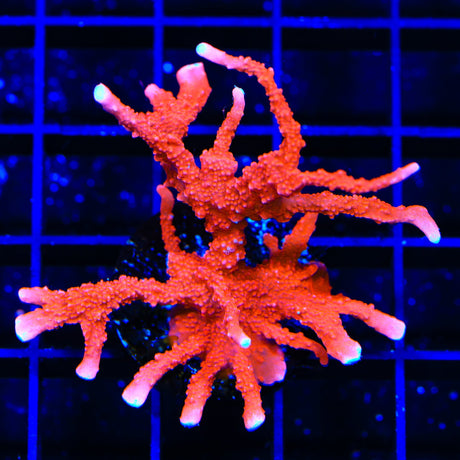 ACI Manila Spy Montipora Coral