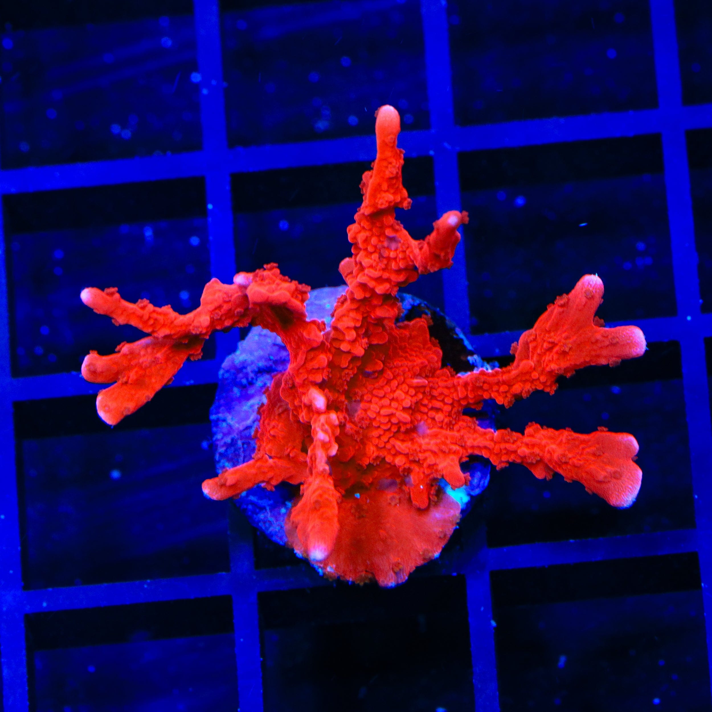 ACI Manila Spy Montipora Coral
