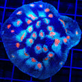 ACI Mike the Mycedium Chalice Colony Coral