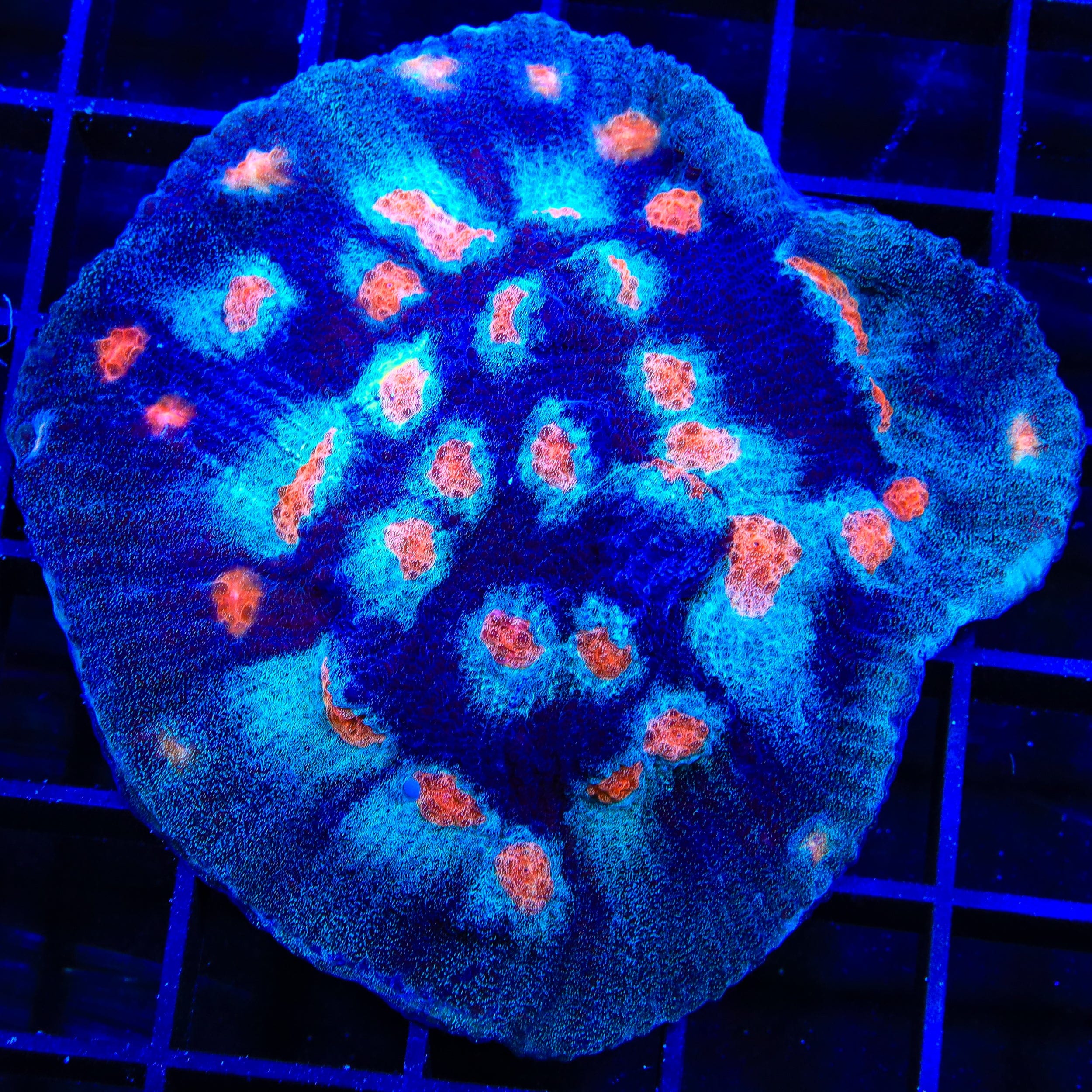 ACI Mike the Mycedium Chalice Colony Coral