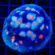 ACI Mike the Mycedium Chalice Colony Coral
