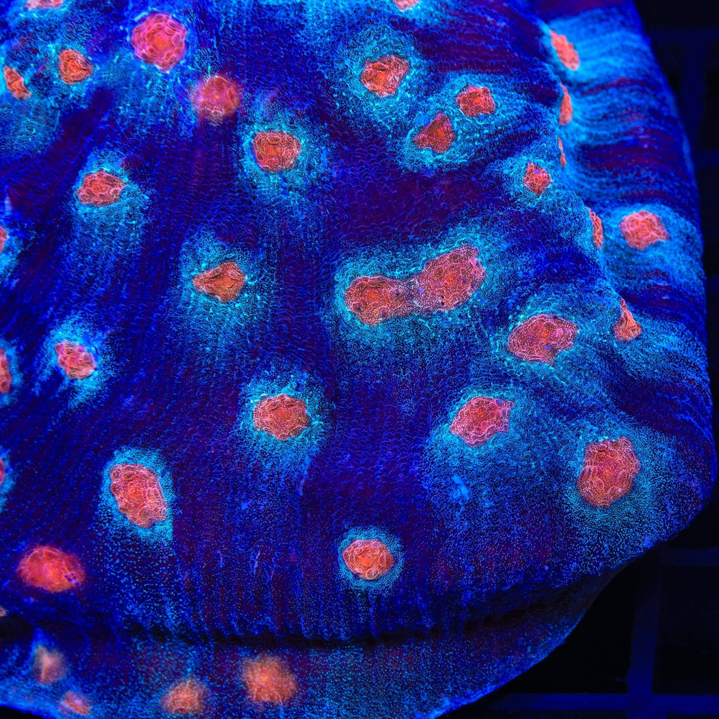 ACI Mike the Mycedium Chalice Colony Coral