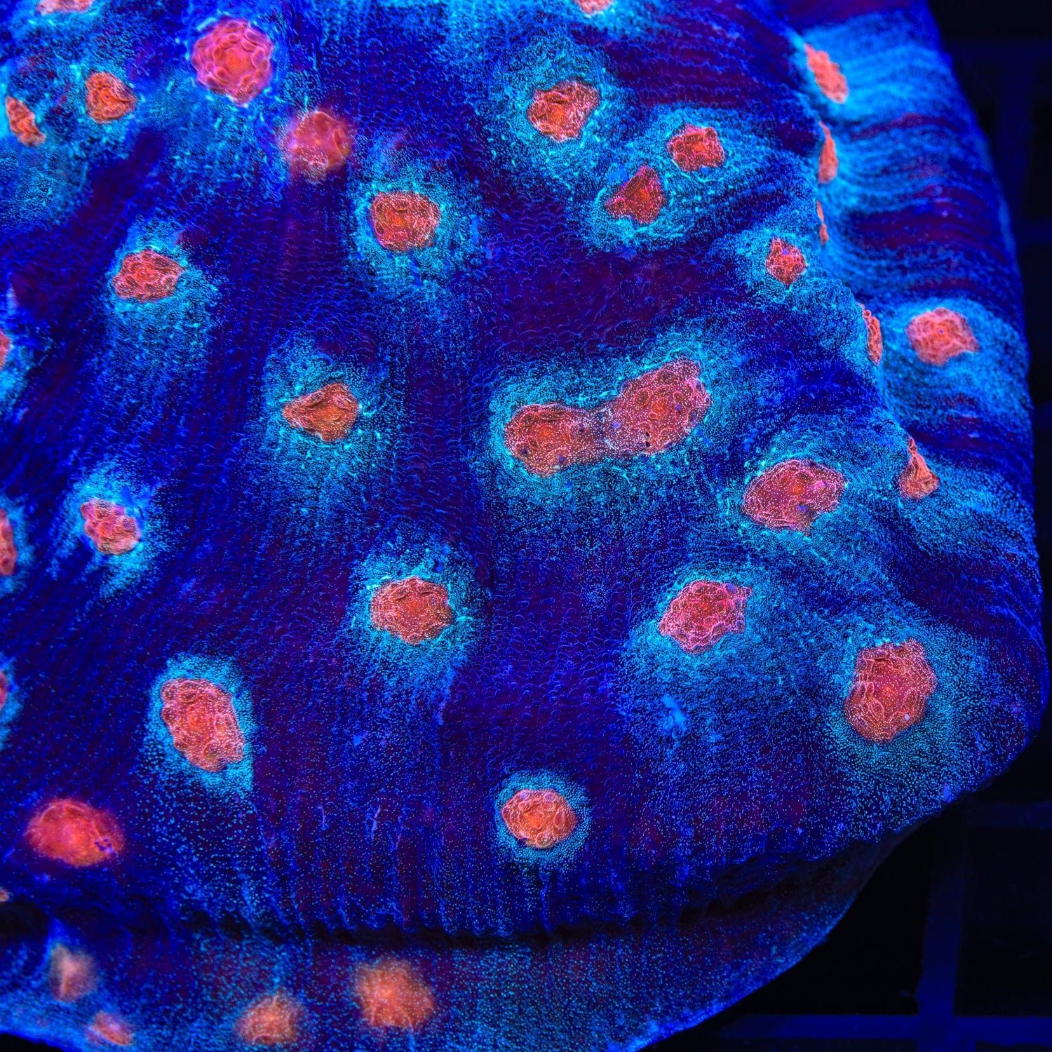 ACI Mike the Mycedium Chalice Colony Coral