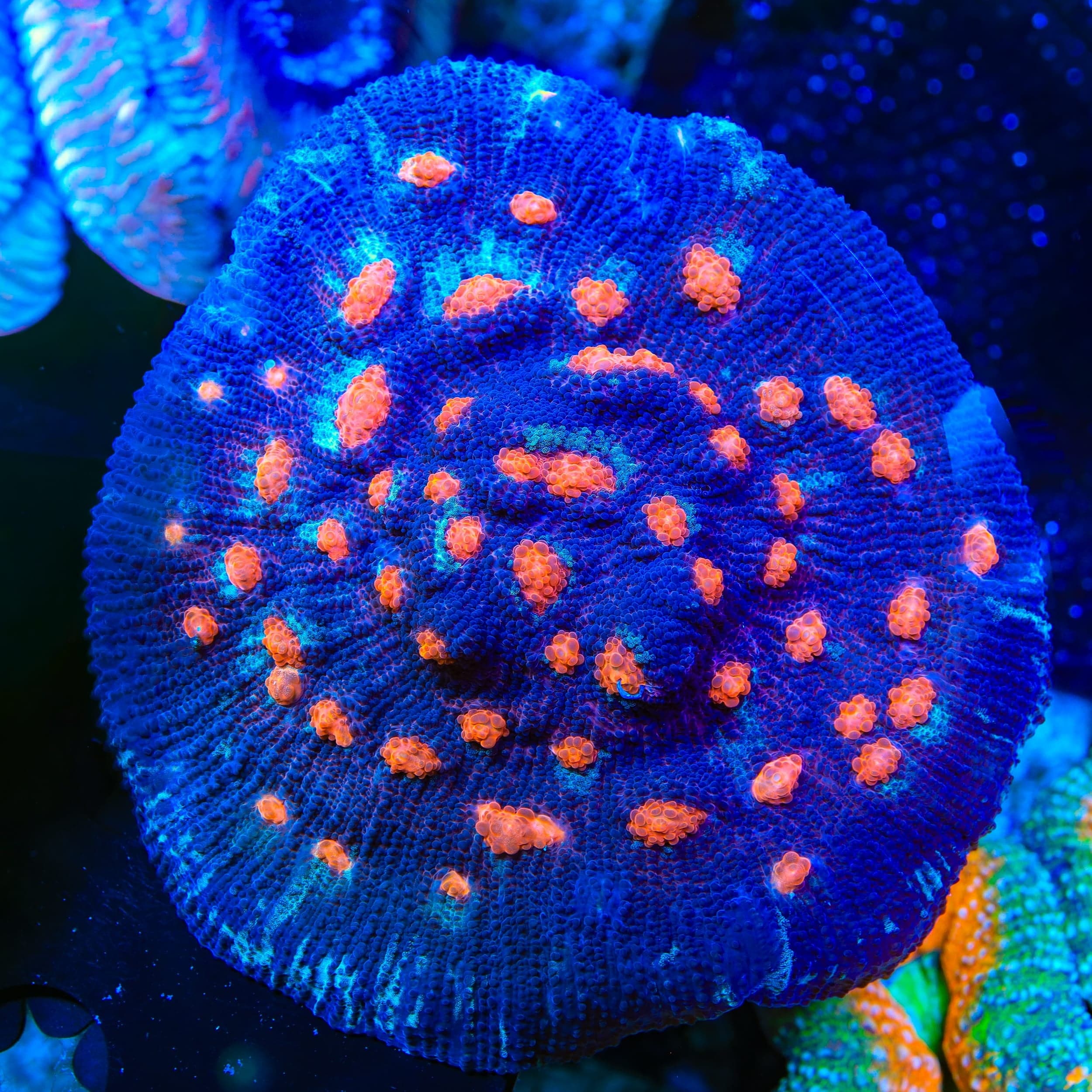 ACI Mike the Mycedium Chalice Coral