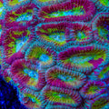 ACI Red Splatter Drunk Monkey Favia Coral