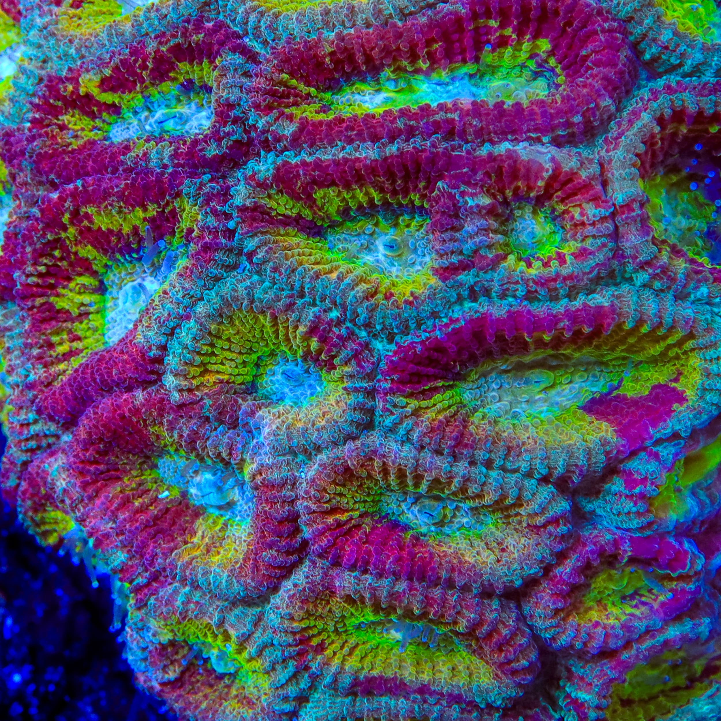 ACI Red Splatter Drunk Monkey Favia Coral