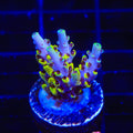 Afterparty Acropora Coral