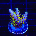Afterparty Acropora Coral