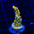 Afterparty Acropora Coral