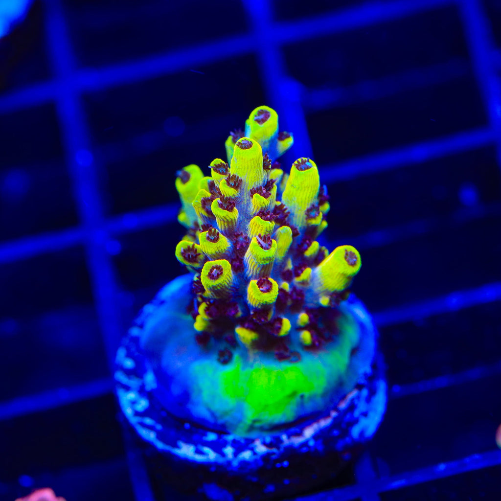 Afterparty Acropora Coral