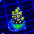 Afterparty Acropora Coral