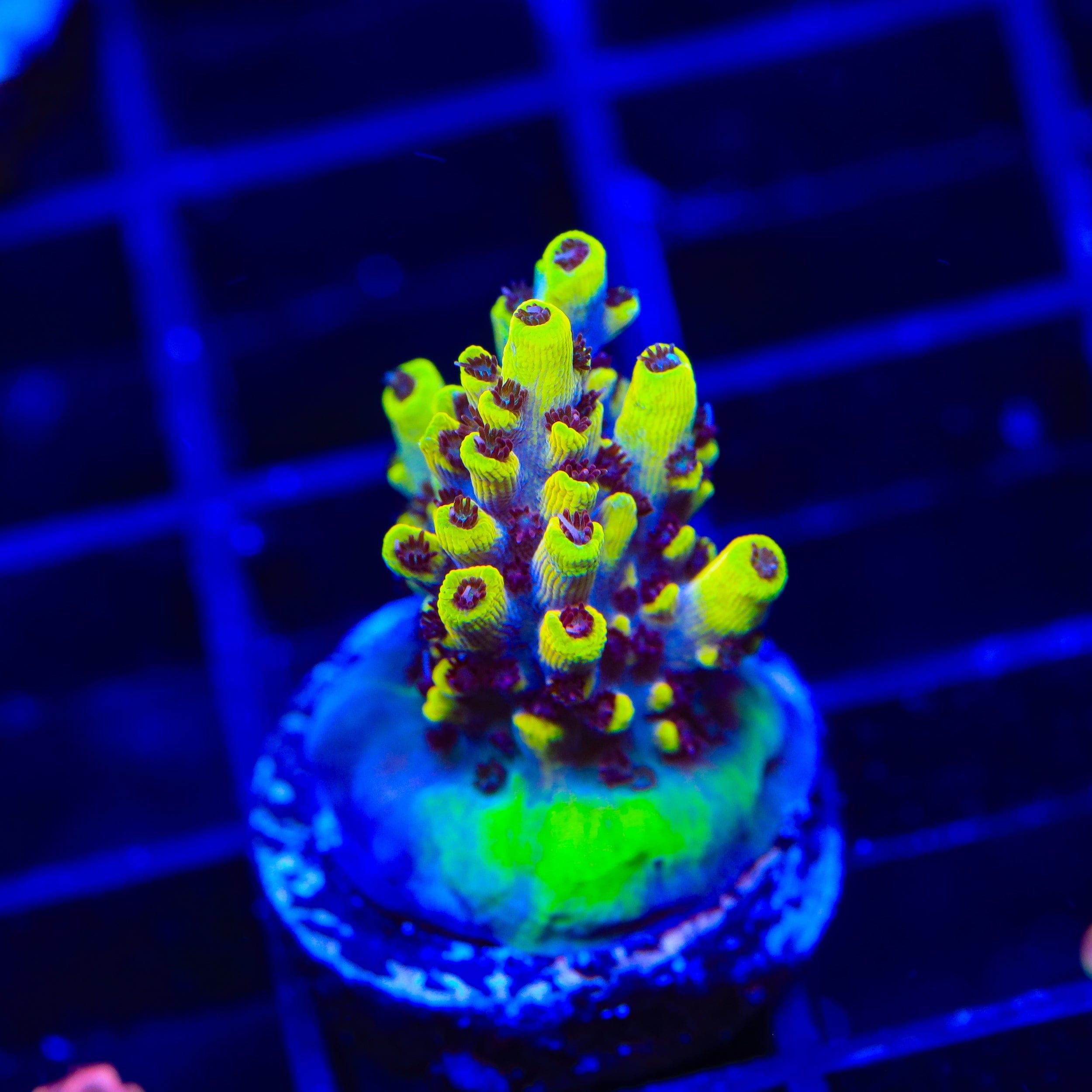 Afterparty Acropora Coral