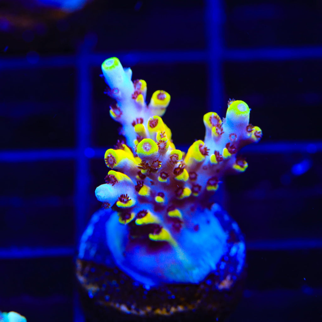 Afterparty Acropora Coral