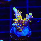 Afterparty Acropora Coral
