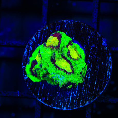 All Star Favia Coral