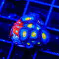 AOI and Charmander Zoanthids Coral