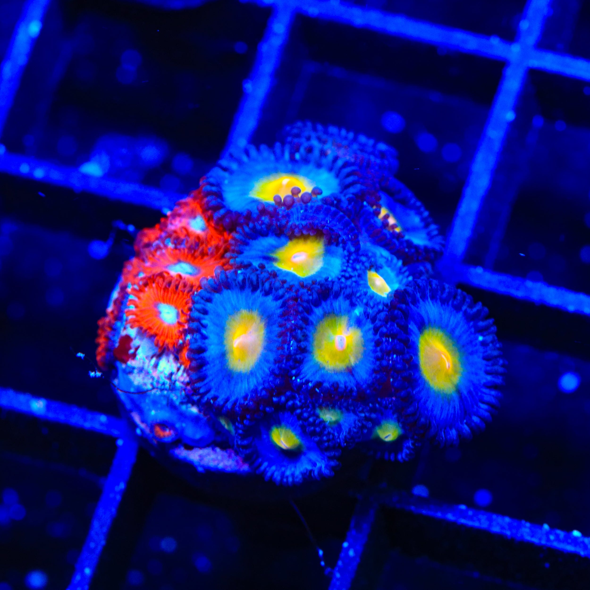 AOI and Charmander Zoanthids Coral
