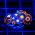 AOI and King Midas Combo Zoanthids Coral