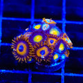 AOI and King Midas Combo Zoanthids Coral