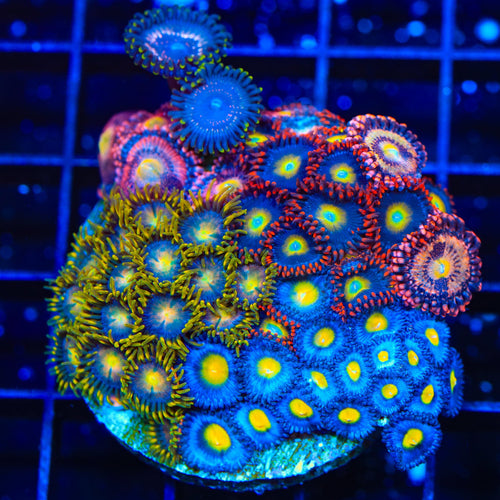 AOI Combo Zoanthids Colony Coral