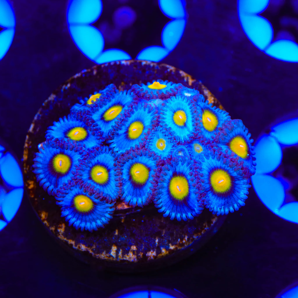 AOI XL Frag Zoanthids Coral