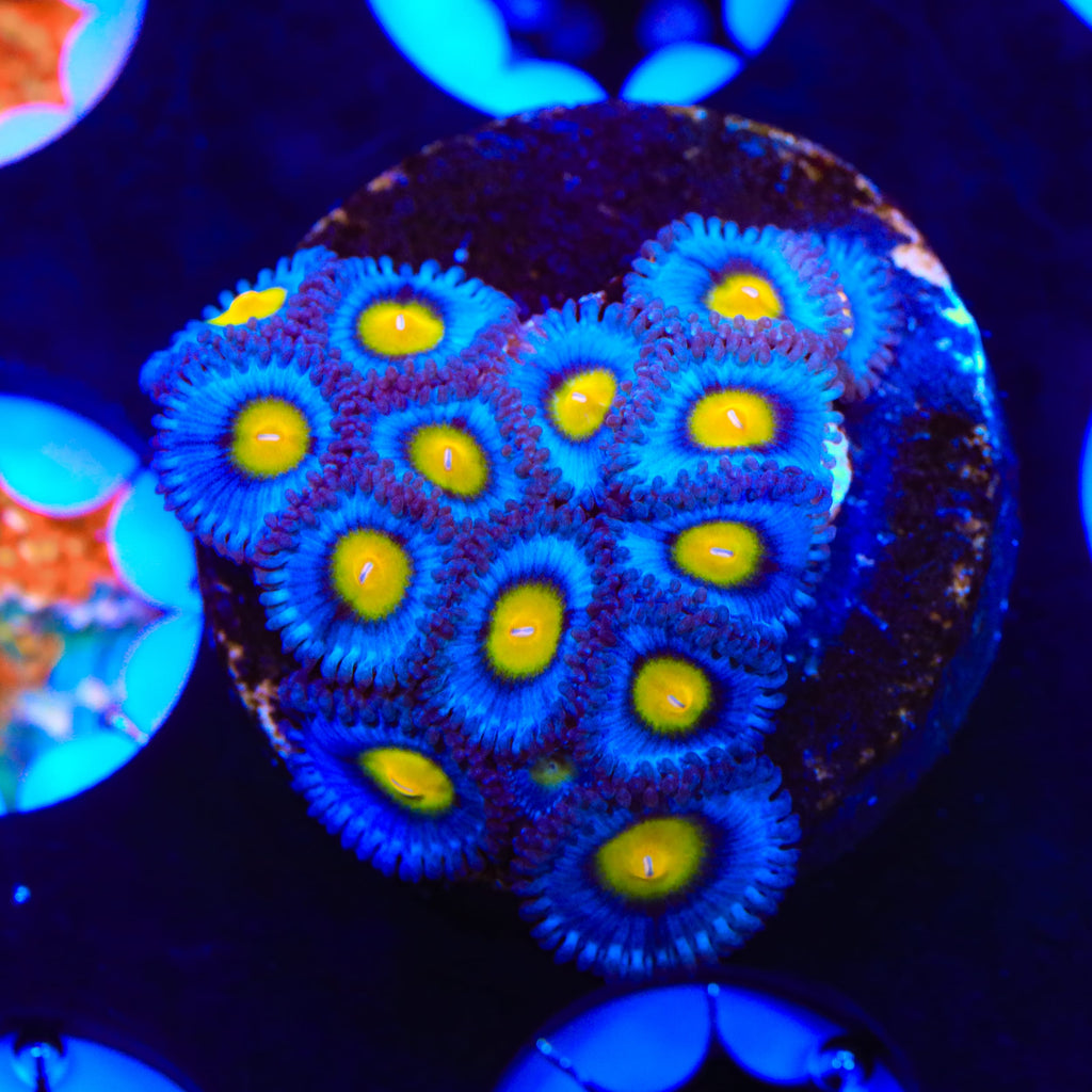AOI XL Frag Zoanthids Coral