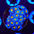 AOI XL Frag Zoanthids Coral