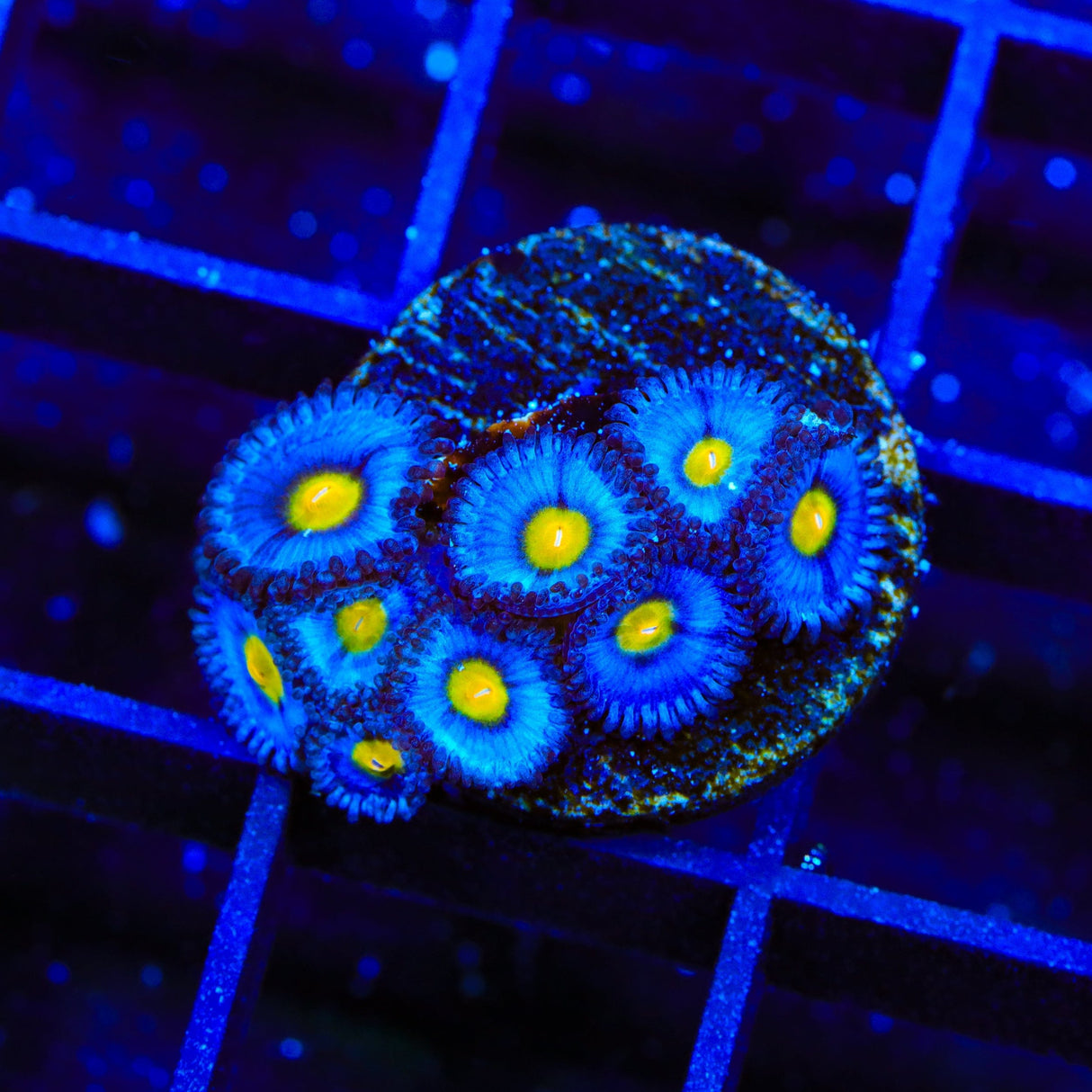 AOI Zoanthids Coral