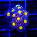 AOI Zoanthids Coral
