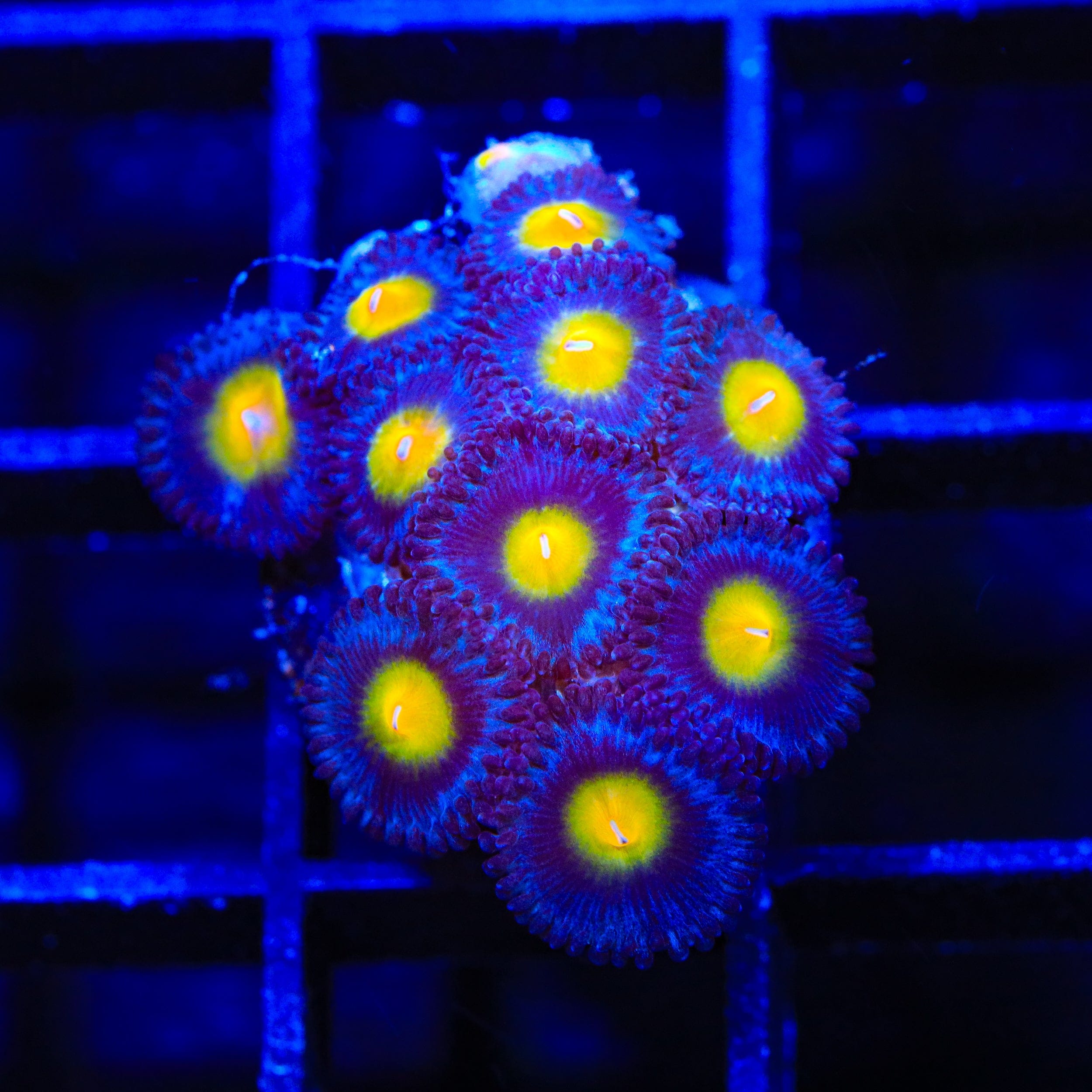 AOI Zoanthids Coral