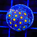 AOI Zoanthids Coral