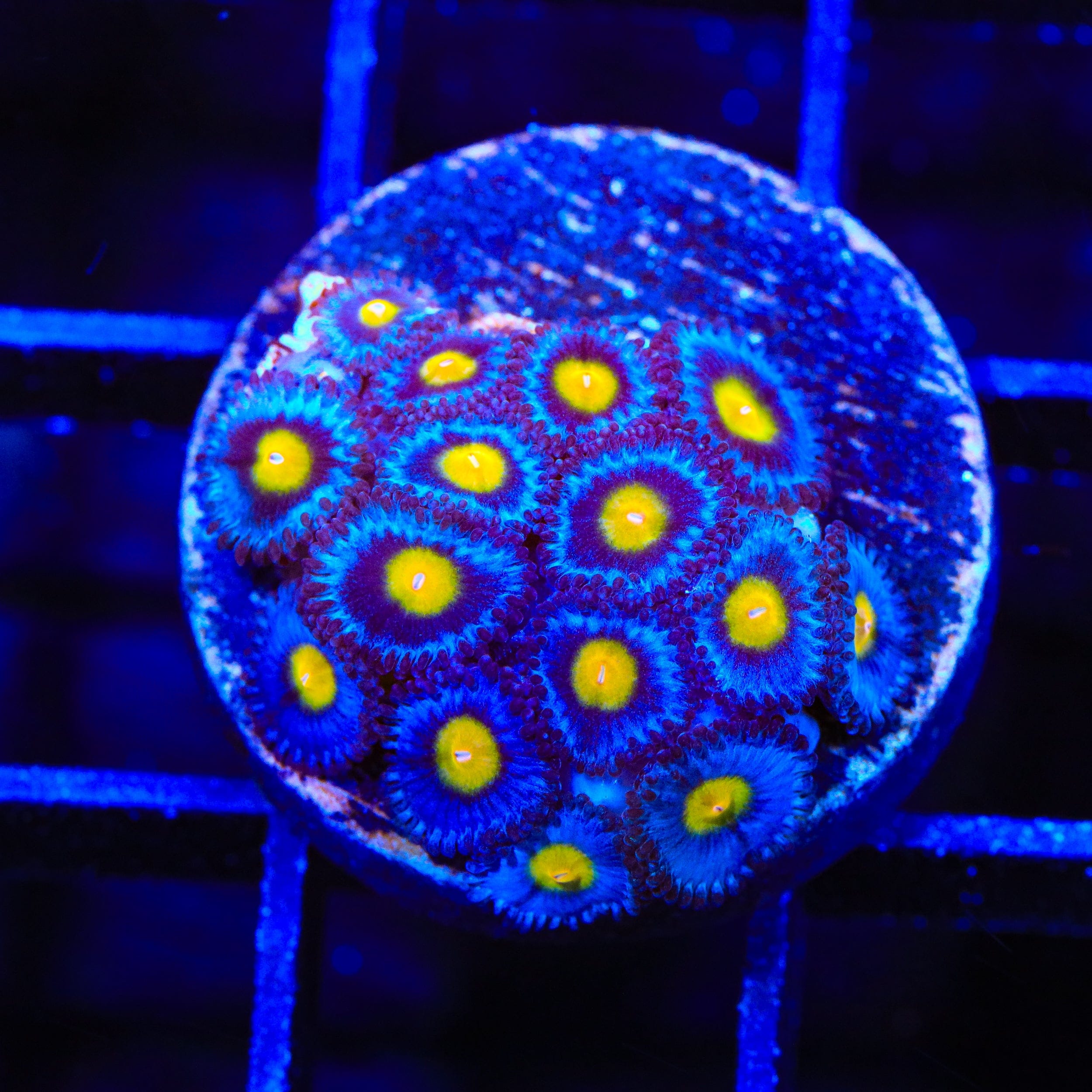 AOI Zoanthids Coral