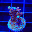 ARC Fireworks Acropora Coral