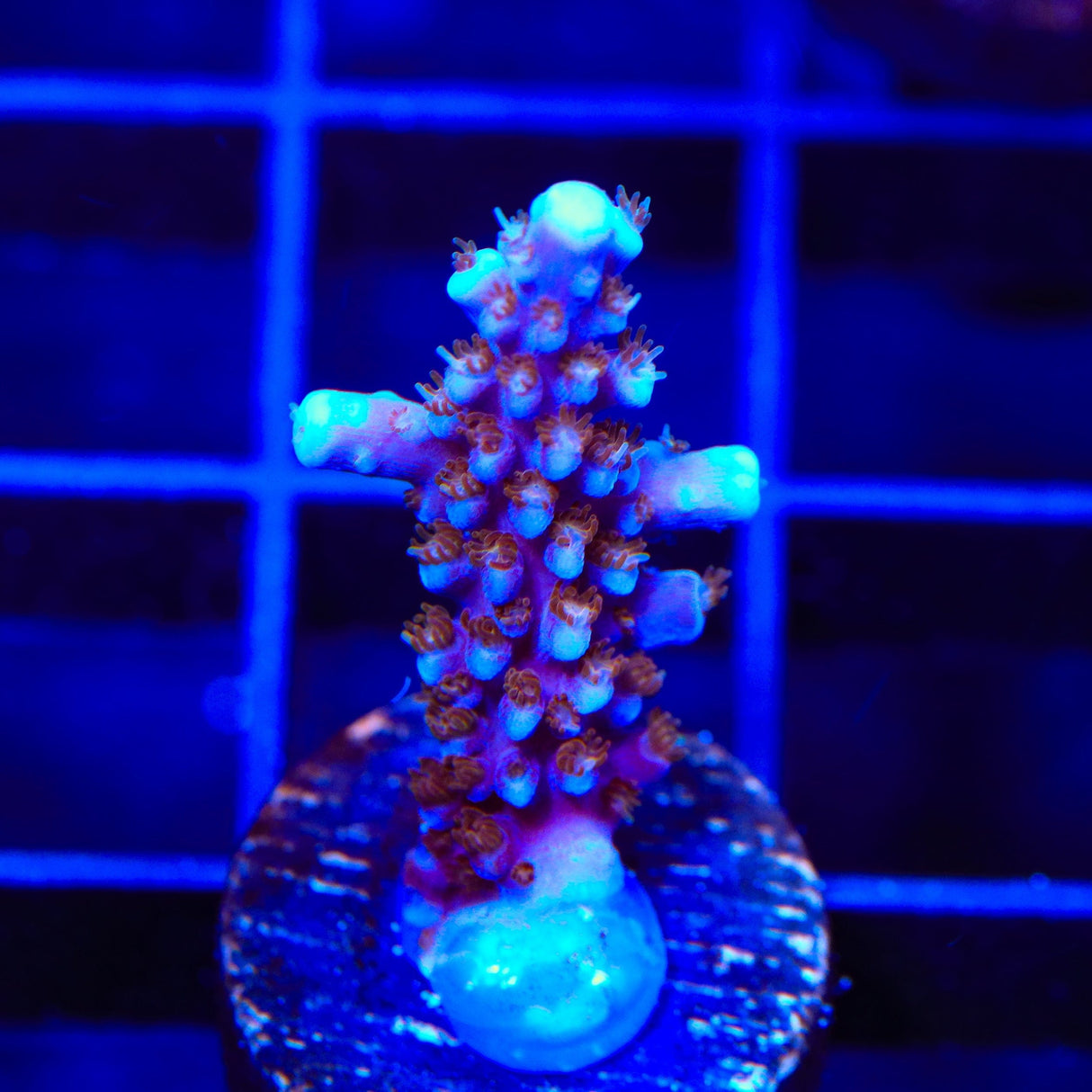 ARC Fireworks Acropora Coral
