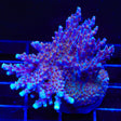 ARC Fireworks Acropora Coral