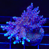 ARC Fireworks Acropora Coral