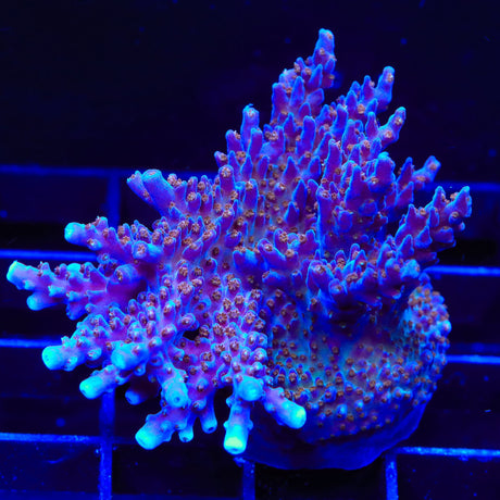 ARC Fireworks Acropora Coral