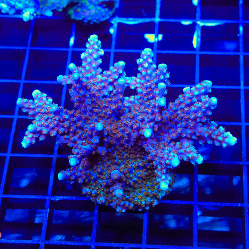 ARC Fireworks Acropora Coral