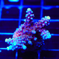 ARC Fireworks Acropora Coral