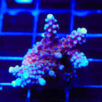 ARC Fireworks Acropora Coral