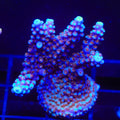 ARC Fireworks Acropora XL Frag Coral