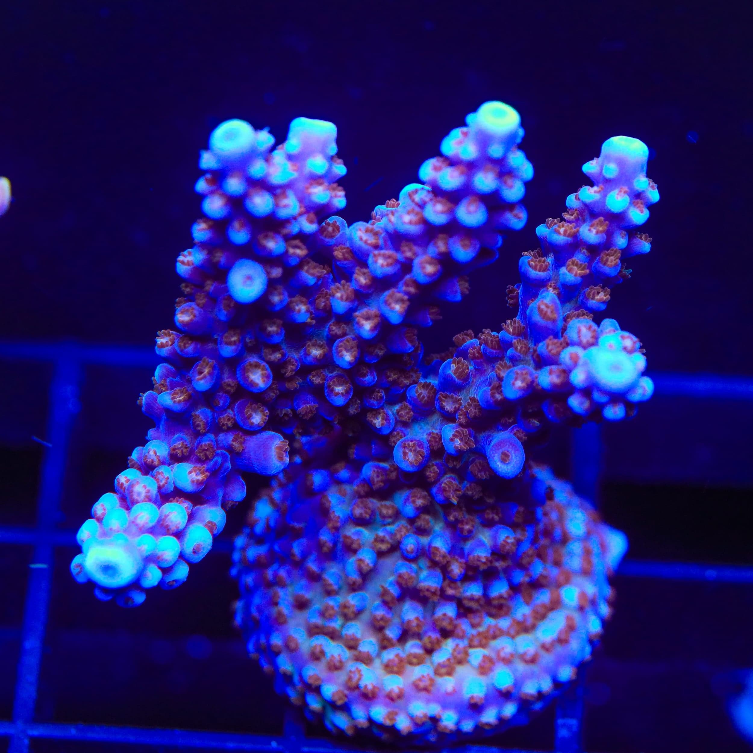ARC Fireworks Acropora XL Frag Coral
