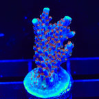ARC Fireworks Acropora XL Frag Coral
