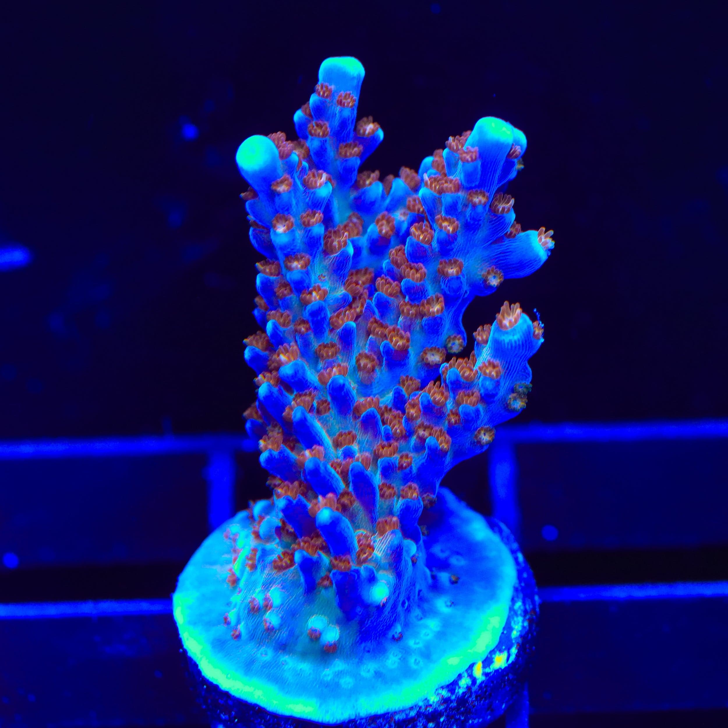 ARC Fireworks Acropora XL Frag Coral
