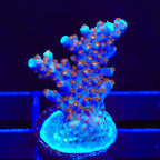 ARC Fireworks Acropora XL Frag Coral