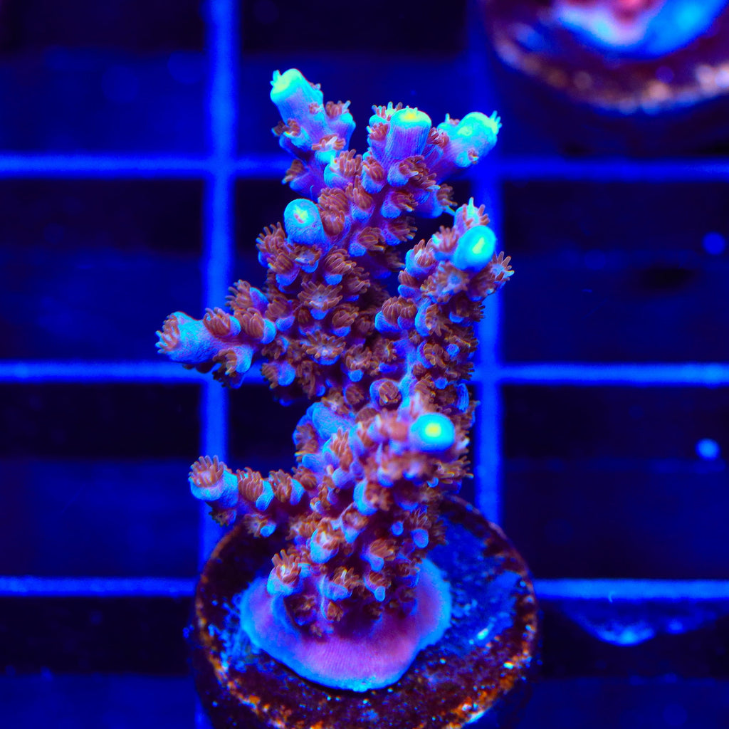 ARC Fireworks Acropora XL Frag Coral