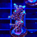 ARC Fireworks Acropora XL Frag Coral